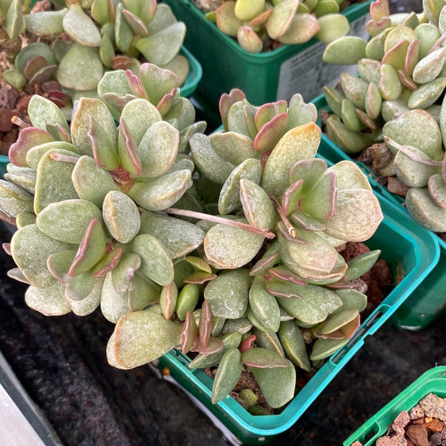 Adromischus carypohyllaceus