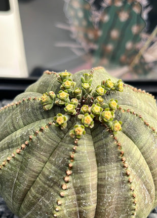 Euphorbia fettleibig ♀ &amp; ♂