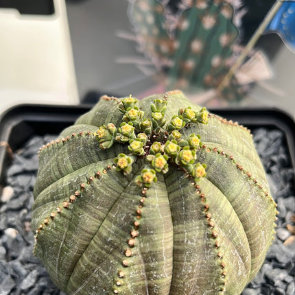 Euphorbia obese ♀ &amp; ♂