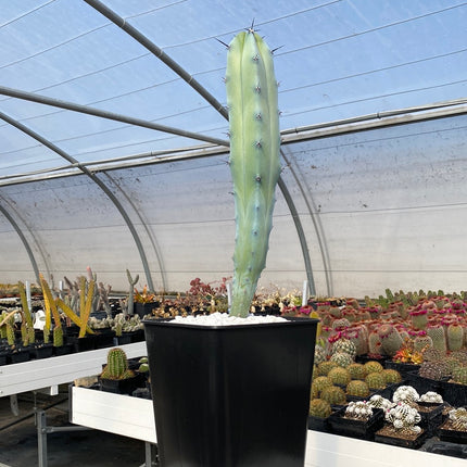 Myrtillocactus geometrizans