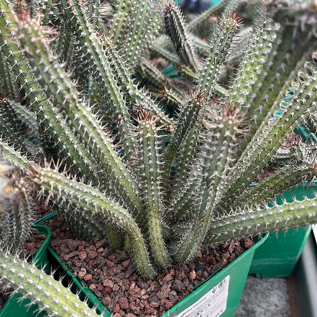 Euphorbia baioensis