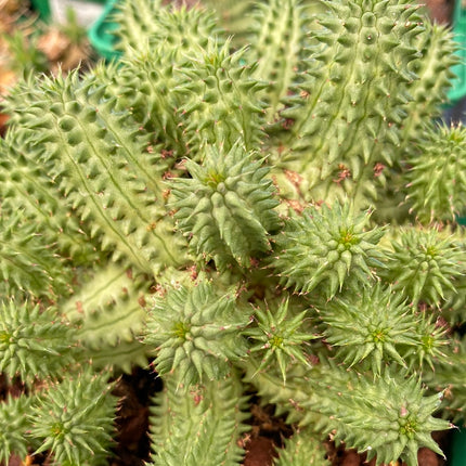 Euphorbia susannae