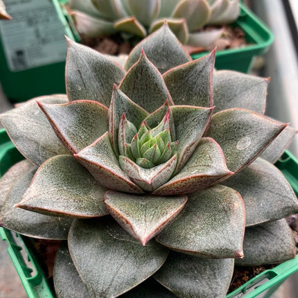 Echeveria purpusorum