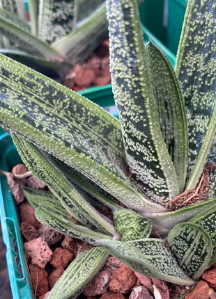 Gasteria cv. Little warty