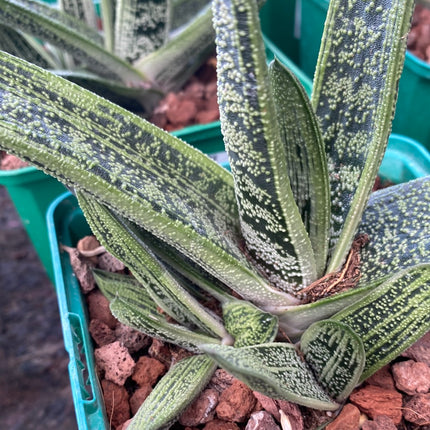 Gasteria cv. little warty
