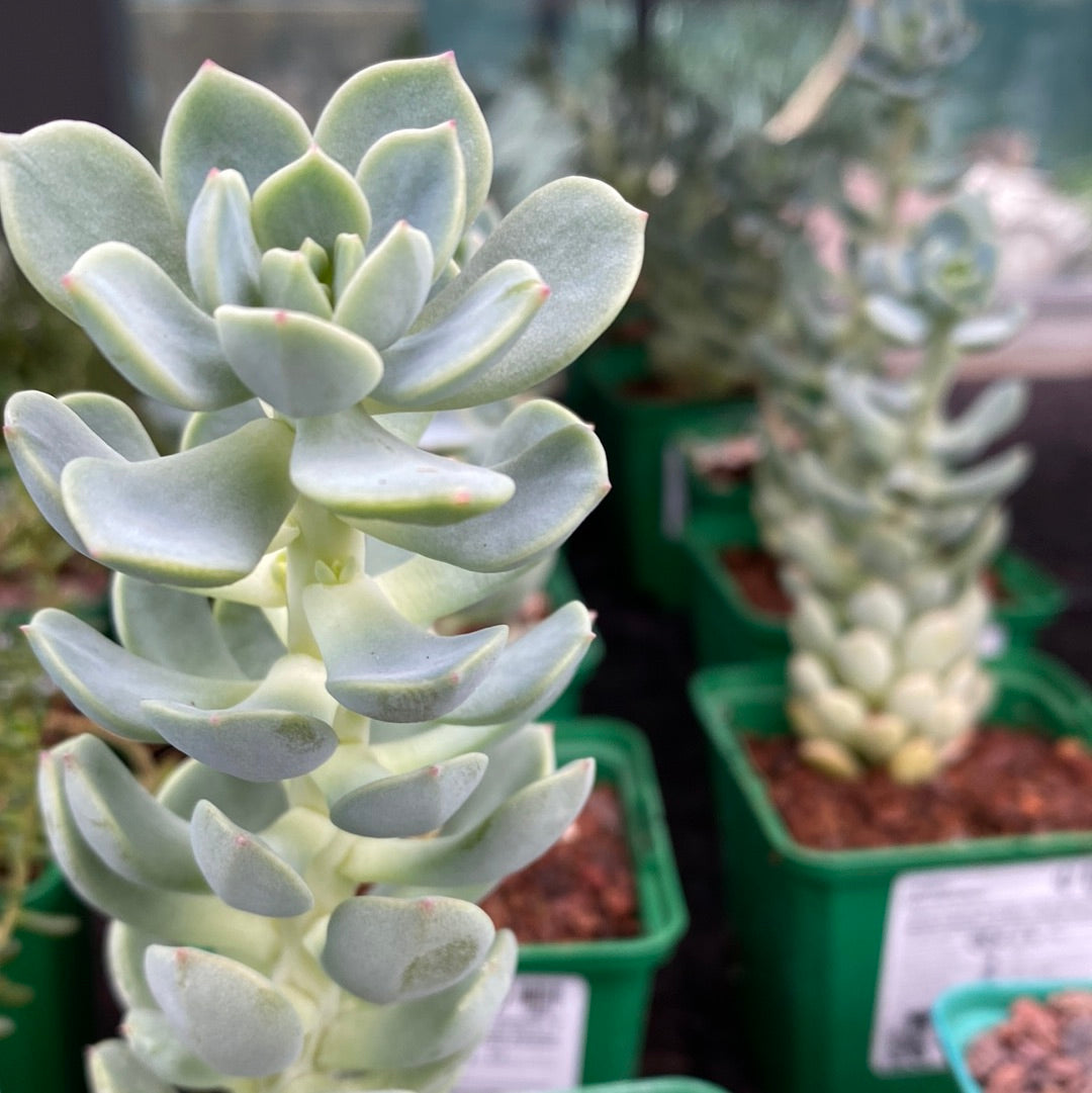 Sedum gypsophullum