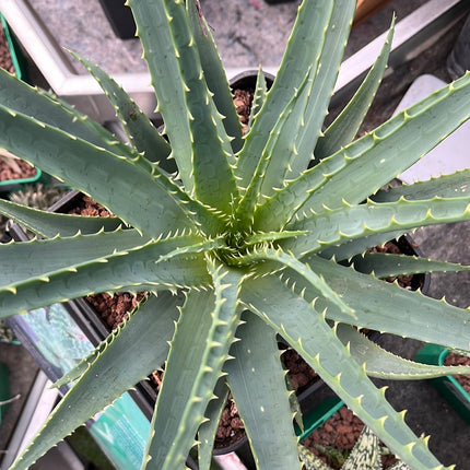 Aloe arborescens
