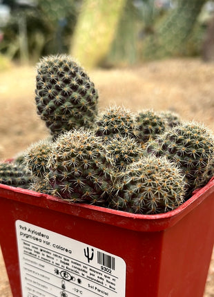 Aylostera pygmaea var. Farbe