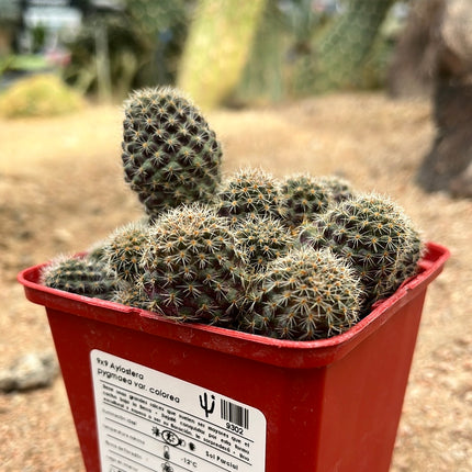 Aylostera pygmaea var. color