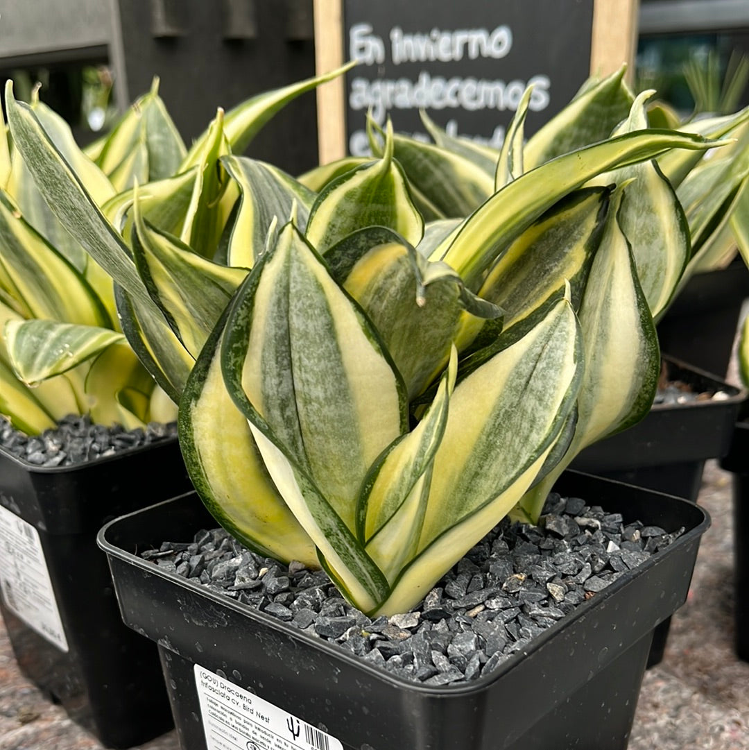 Dracaena trifasciata cv. bird nest