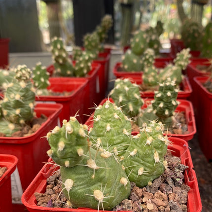 Cumulopuntia zehnderi