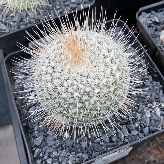 Mammillaria geminispina