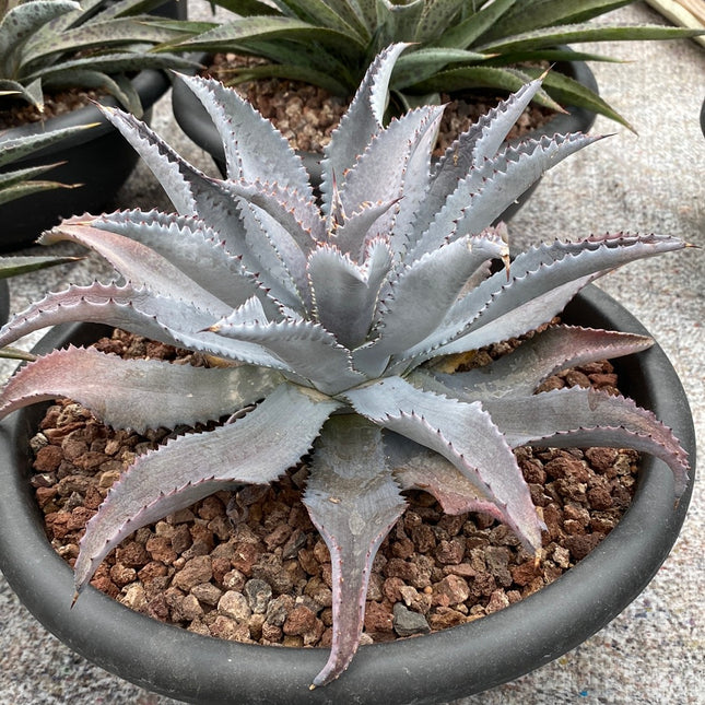 x Mangave 'Silver Fox'