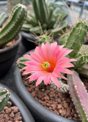Echinocereus viereckii ‘Morricalli’