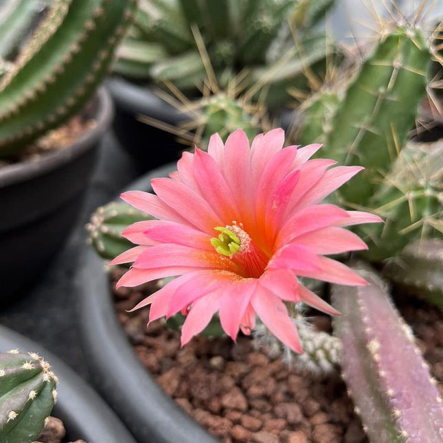 Echinocereus viereckii 'Morricalli'