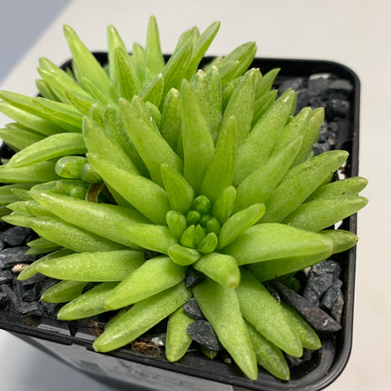 Haworthia 'Kikuhigasa'