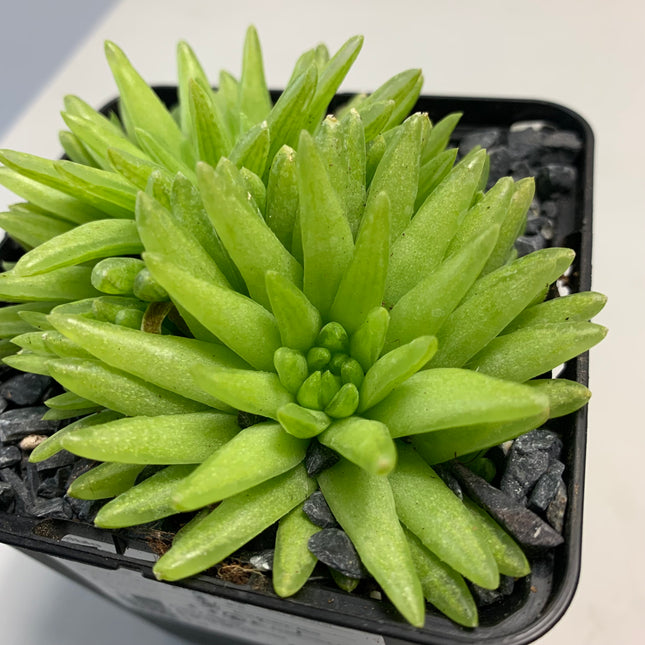 Haworthia 'Kikuhigasa'
