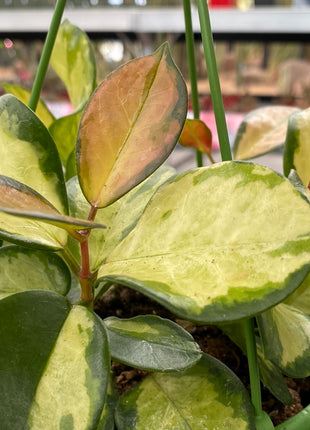 Hoya carnosa 'Tricolor'