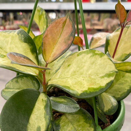 Hoya carnosa ‘Tricolor’