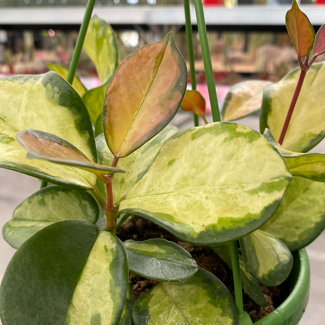 Hoya carnosa ‘Tricolor’