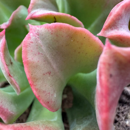 Echeveria “Dark Vader”
