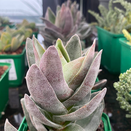 Crassula ‘Garnet lotus’