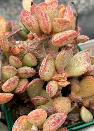 Wüstenpaket Adromischus