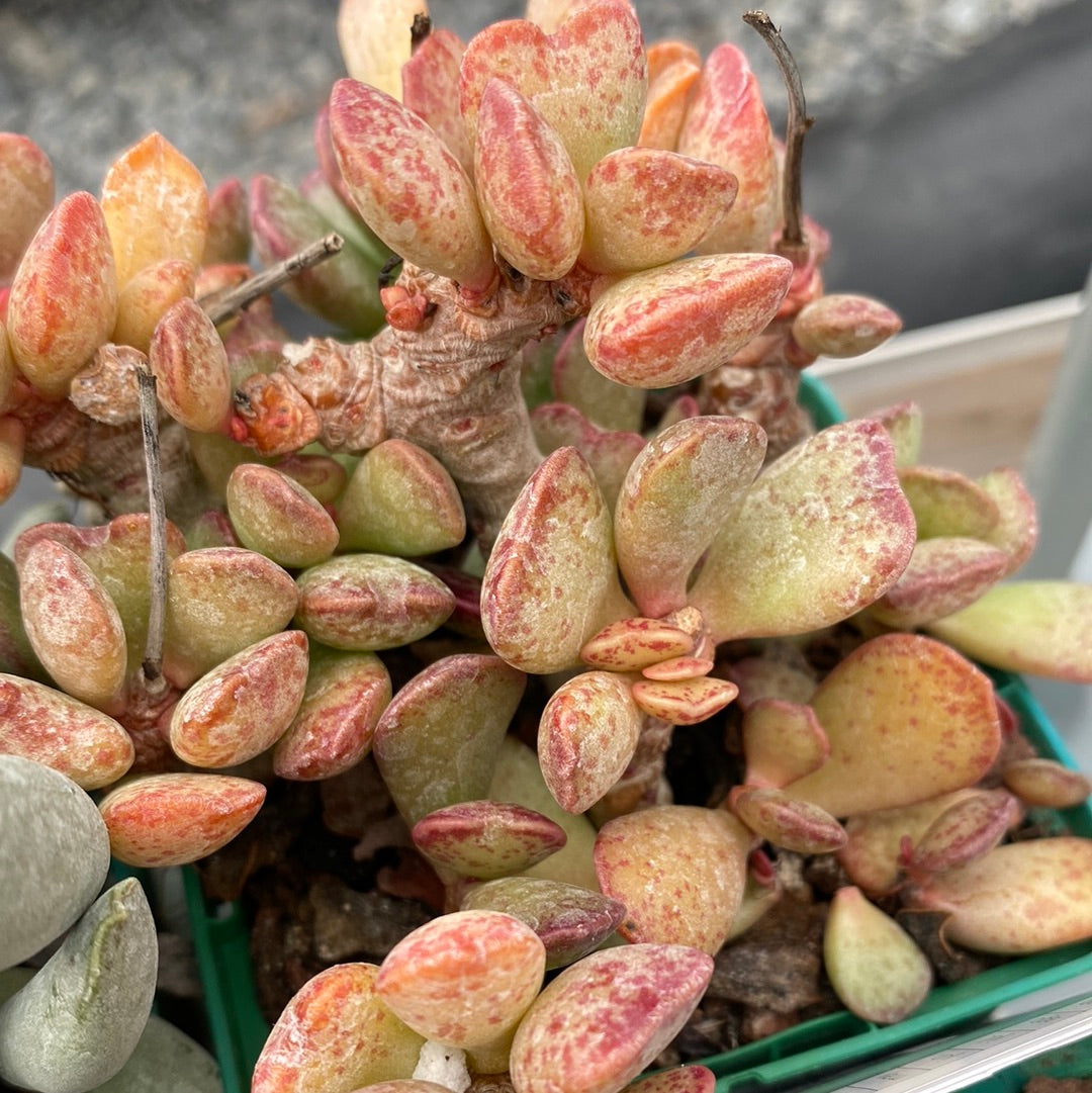 Desert PACK Adromischus