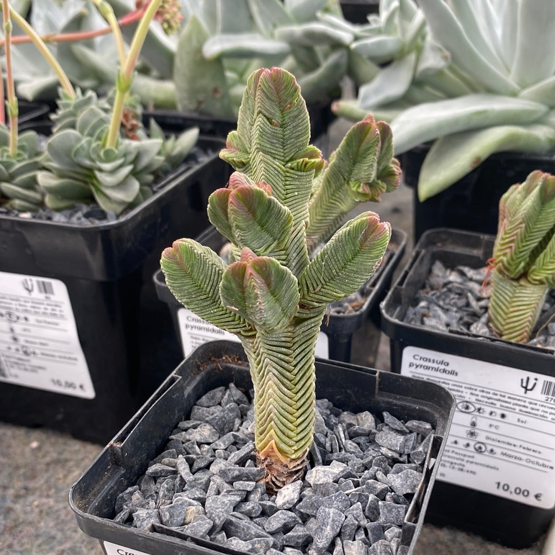 Crassula pyramidalis