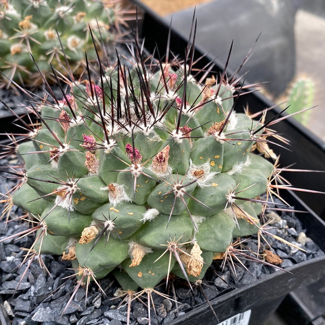 Mammillaria karwinskiana