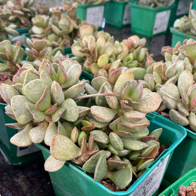 Adromischus carypohyllaceus