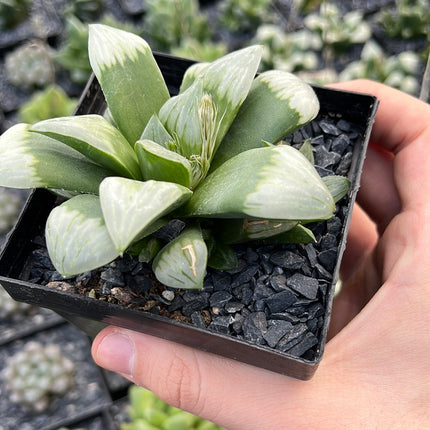 Haworthia 'Byakuya'