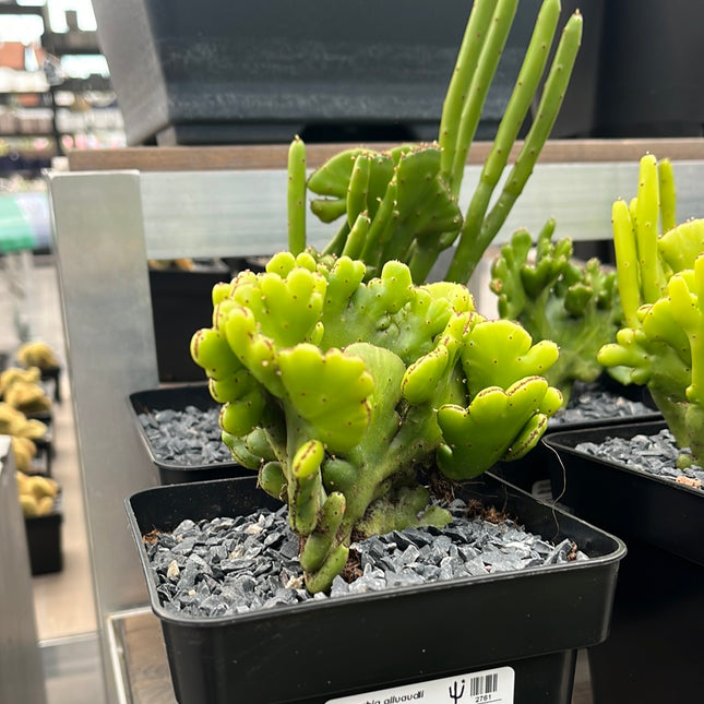 Euphorbia alluaudii cristata