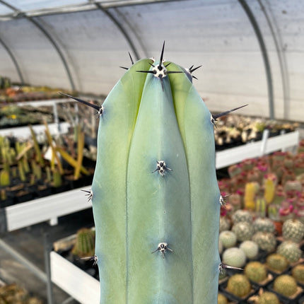 Myrtillocactus geometrizans