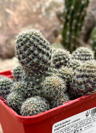 Aylostera pygmaea var. Farbe