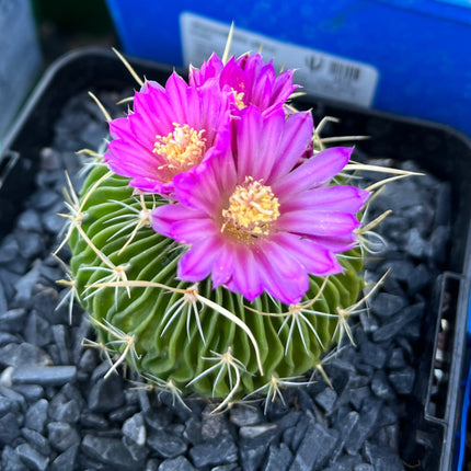 Echinofossulocactus multicostatus