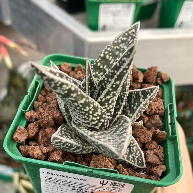 x Gasteraloe ‘Aveo’