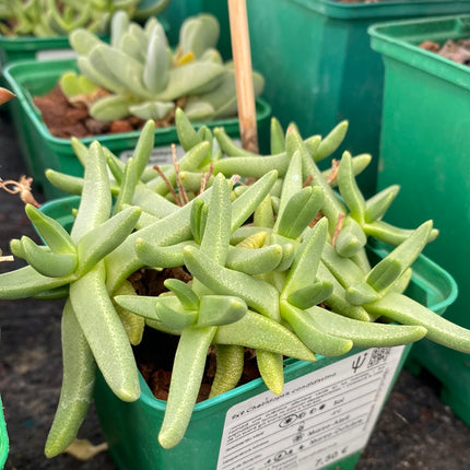 Cheiridopsis candidissima