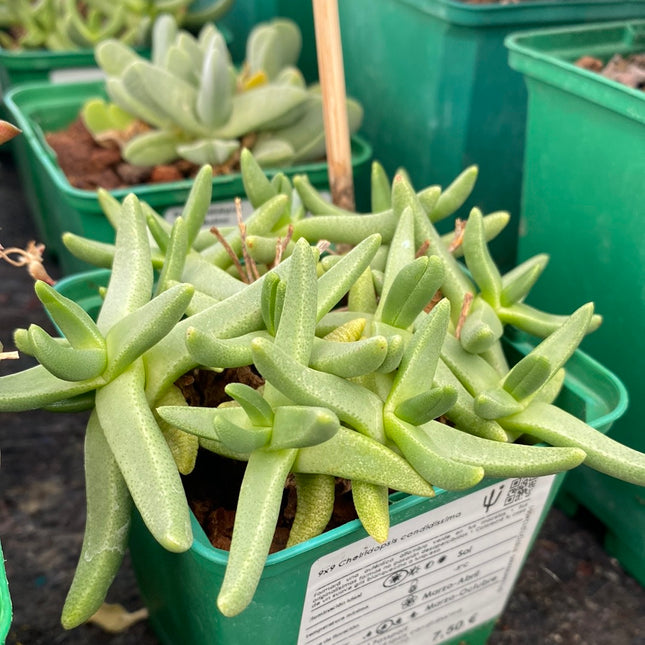 Cheiridopsis candidissima