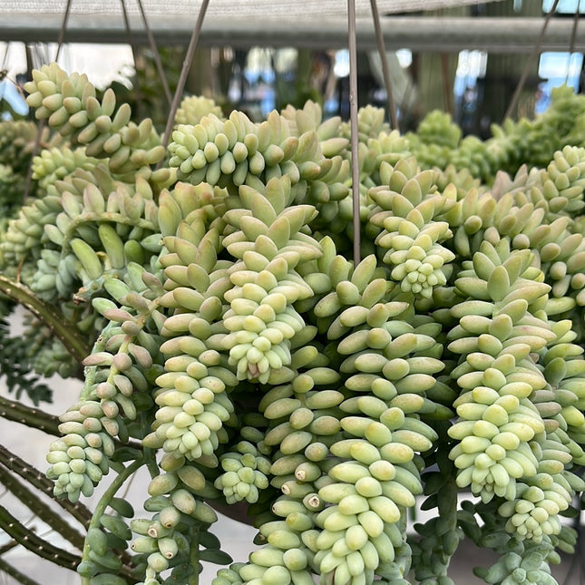 Sedum morganianum cv. Burrito 'Colgante'