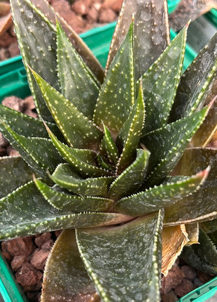 x Gasteraloe 'Beguinii'