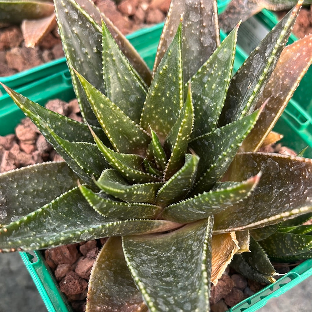 x Gasteraloe 'Beguinii'