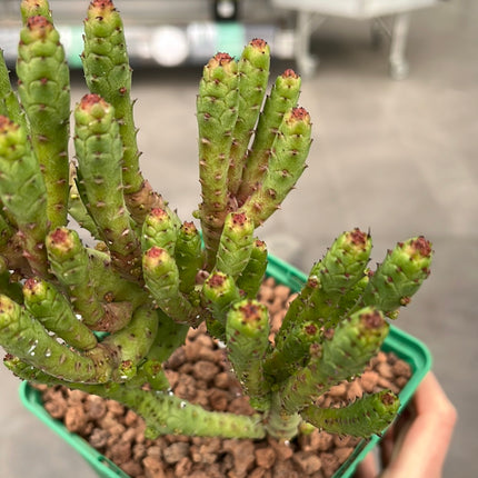 euphorbia enopla monstruosa