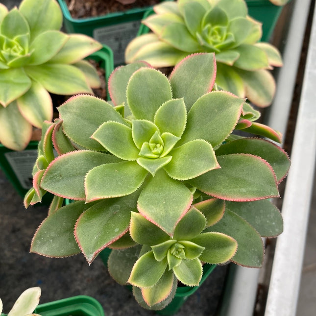 Aeonium haworthii "kiwi"