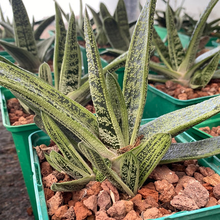 Gasteria cv. little warty