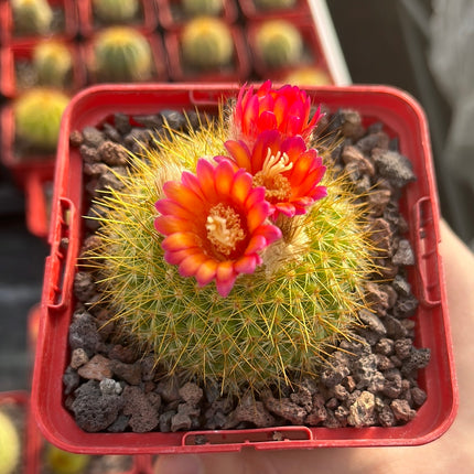 Acanthocephala haselbergii subsp. graessneri