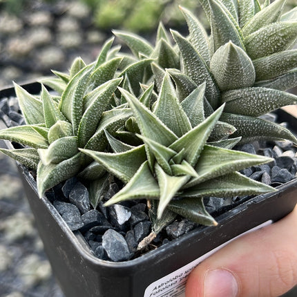 Astroloba spiralis ssp. foliolosa ‘pentagona’