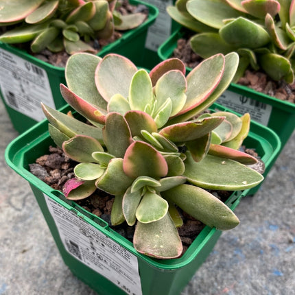 Crassula Money Maker f. variegate