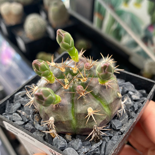 Gymnocalycium damsii