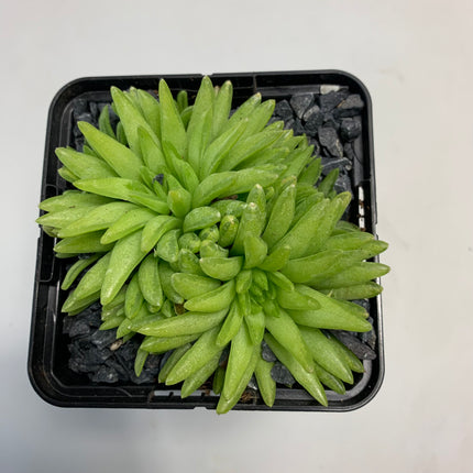 Haworthia 'Kikuhigasa'